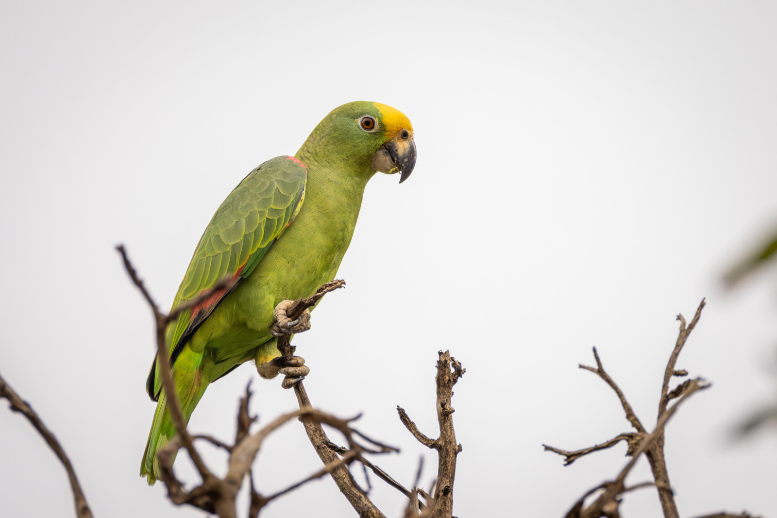 image Yellow-crowned Amazon